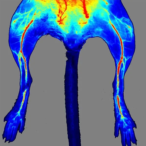 LSCI ZW Laser Speckle Contrast Imaging System