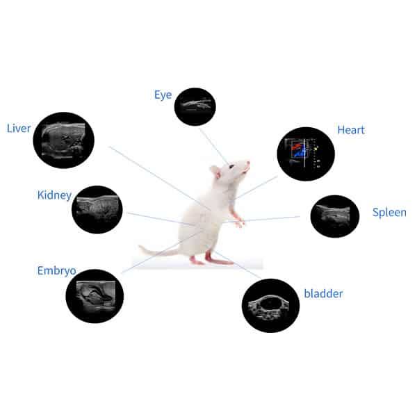 High Frequency Small Animal Ultrasound Imaging System (RevoSilex F30/ RevoSilex F60 )
