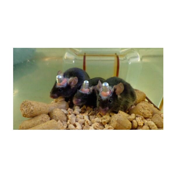 Laboratory Animals Brain Single Cannula