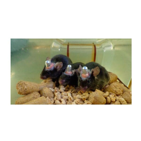 Laboratory Animals Brain Single Cannula